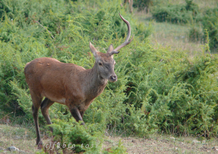 Alla corte di Sua Maest l''Unicorno - (fotoracconto fantasy)